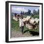 Man Carries Traditional Split-Bamboo Baskets to Sell at Kisoro Market, Southwest Uganda-Nigel Pavitt-Framed Photographic Print