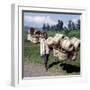 Man Carries Traditional Split-Bamboo Baskets to Sell at Kisoro Market, Southwest Uganda-Nigel Pavitt-Framed Photographic Print