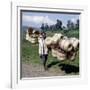 Man Carries Traditional Split-Bamboo Baskets to Sell at Kisoro Market, Southwest Uganda-Nigel Pavitt-Framed Photographic Print