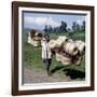 Man Carries Traditional Split-Bamboo Baskets to Sell at Kisoro Market, Southwest Uganda-Nigel Pavitt-Framed Photographic Print