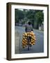 Man Carrying Coconuts on the Back of His Bicycle, Sri Lanka, Asia-Yadid Levy-Framed Photographic Print
