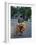 Man Carrying Coconuts on the Back of His Bicycle, Sri Lanka, Asia-Yadid Levy-Framed Photographic Print