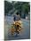 Man Carrying Coconuts on the Back of His Bicycle, Sri Lanka, Asia-Yadid Levy-Mounted Photographic Print