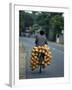 Man Carrying Coconuts on the Back of His Bicycle, Sri Lanka, Asia-Yadid Levy-Framed Photographic Print