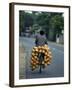 Man Carrying Coconuts on the Back of His Bicycle, Sri Lanka, Asia-Yadid Levy-Framed Photographic Print