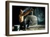 Man Cleaning Thai Gamecock-SantiPhotoSS-Framed Photographic Print