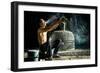 Man Cleaning Thai Gamecock-SantiPhotoSS-Framed Photographic Print