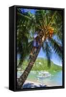 Man Climbing on a Coconut Tree, El Nido, Bacuit Archipelago, Palawan, Philippines-Michael Runkel-Framed Stretched Canvas