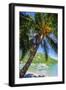 Man Climbing on a Coconut Tree, El Nido, Bacuit Archipelago, Palawan, Philippines-Michael Runkel-Framed Photographic Print