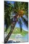 Man Climbing on a Coconut Tree, El Nido, Bacuit Archipelago, Palawan, Philippines-Michael Runkel-Mounted Photographic Print