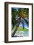 Man Climbing on a Coconut Tree, El Nido, Bacuit Archipelago, Palawan, Philippines-Michael Runkel-Framed Photographic Print