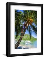 Man Climbing on a Coconut Tree, El Nido, Bacuit Archipelago, Palawan, Philippines-Michael Runkel-Framed Photographic Print