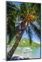 Man Climbing on a Coconut Tree, El Nido, Bacuit Archipelago, Palawan, Philippines-Michael Runkel-Mounted Photographic Print