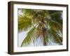 Man cutting palm fronds for thatching in Bali, Indonesia, Southeast Asia, Asia-Melissa Kuhnell-Framed Photographic Print