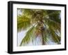 Man cutting palm fronds for thatching in Bali, Indonesia, Southeast Asia, Asia-Melissa Kuhnell-Framed Photographic Print