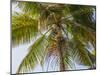 Man cutting palm fronds for thatching in Bali, Indonesia, Southeast Asia, Asia-Melissa Kuhnell-Mounted Photographic Print