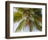 Man cutting palm fronds for thatching in Bali, Indonesia, Southeast Asia, Asia-Melissa Kuhnell-Framed Photographic Print