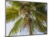 Man cutting palm fronds for thatching in Bali, Indonesia, Southeast Asia, Asia-Melissa Kuhnell-Mounted Photographic Print