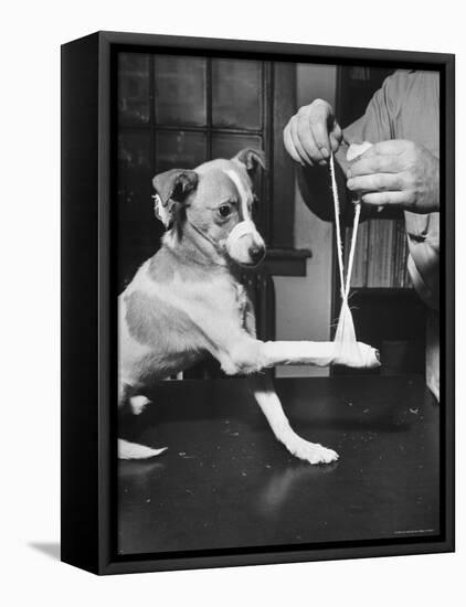 Man Demonstrating Proper Way to Put Splint on Dog in Event of First Aid Being Required-John Phillips-Framed Stretched Canvas