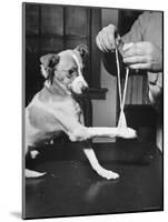 Man Demonstrating Proper Way to Put Splint on Dog in Event of First Aid Being Required-John Phillips-Mounted Photographic Print