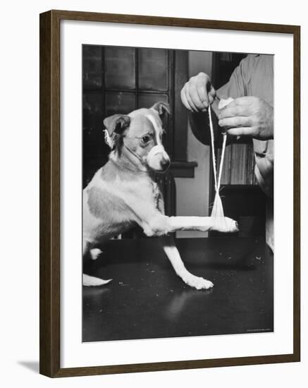 Man Demonstrating Proper Way to Put Splint on Dog in Event of First Aid Being Required-John Phillips-Framed Photographic Print