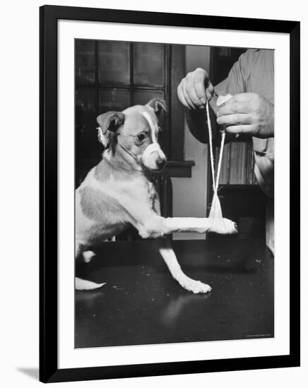 Man Demonstrating Proper Way to Put Splint on Dog in Event of First Aid Being Required-John Phillips-Framed Photographic Print