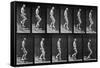 Man Descending Stairs, from 'Animal Locomotion', 1887 (B/W Photo)-Eadweard Muybridge-Framed Stretched Canvas