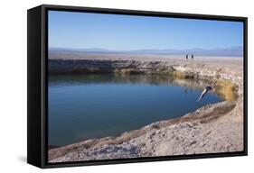 Man Diving into One of the Twin Fresh Lakes (Sala Eyes) in San Pedro De Atacama-Kimberly Walker-Framed Stretched Canvas