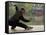 Man Doing Tai Chi Exercises at Black Dragon Pool with One-Cent Pavilion, Lijiang, China-Pete Oxford-Framed Stretched Canvas