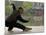 Man Doing Tai Chi Exercises at Black Dragon Pool with One-Cent Pavilion, Lijiang, China-Pete Oxford-Mounted Photographic Print