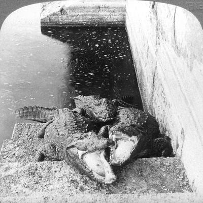 https://imgc.allpostersimages.com/img/posters/man-eating-alligators-india-1904_u-L-Q1MTTQN0.jpg?artPerspective=n