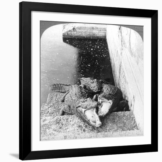 Man-Eating Alligators, India, 1904-Underwood & Underwood-Framed Giclee Print