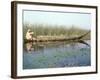 Man Gathering Reeds, Mashuf Boat, Marshes, Iraq, Middle East-null-Framed Photographic Print