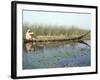 Man Gathering Reeds, Mashuf Boat, Marshes, Iraq, Middle East-null-Framed Photographic Print