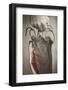 Man, Hand, Farm Bacon-Rainer Mirau-Framed Photographic Print