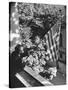 Man Hanging the American Flag Out of the Osteopath's Office Window During WWII-George Strock-Stretched Canvas