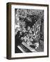 Man Hanging the American Flag Out of the Osteopath's Office Window During WWII-George Strock-Framed Photographic Print