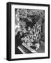 Man Hanging the American Flag Out of the Osteopath's Office Window During WWII-George Strock-Framed Photographic Print