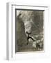 Man Hangs Onto Eye at Mount Rushmore-null-Framed Premium Photographic Print