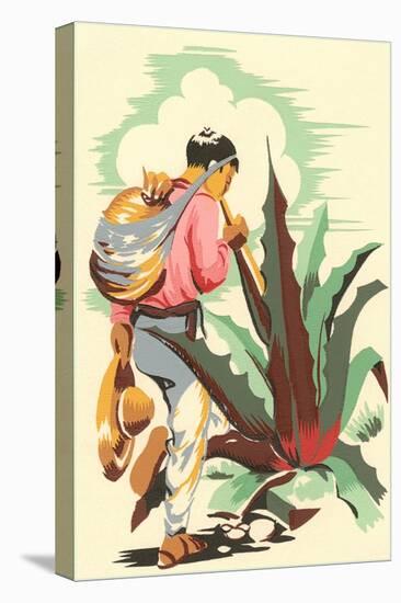 Man Harvesting Maguey for Pulque-null-Stretched Canvas