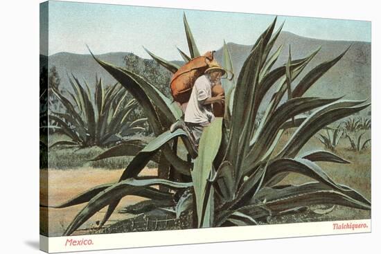 Man Harvesting Maguey Juice for Tequila, Mexico-null-Stretched Canvas