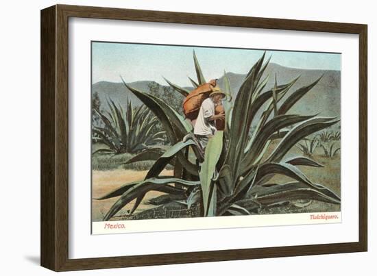 Man Harvesting Maguey Juice for Tequila, Mexico-null-Framed Art Print