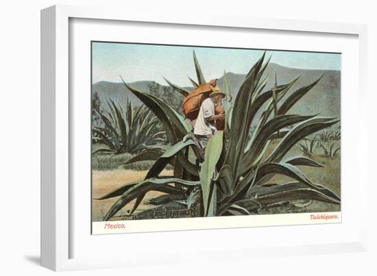 Man Harvesting Maguey Juice for Tequila, Mexico-null-Framed Art Print