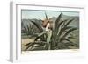 Man Harvesting Maguey Juice for Tequila, Mexico-null-Framed Art Print