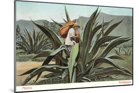 Man Harvesting Maguey Juice for Tequila, Mexico-null-Mounted Art Print