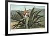 Man Harvesting Maguey Juice for Tequila, Mexico-null-Framed Art Print