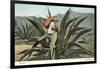 Man Harvesting Maguey Juice for Tequila, Mexico-null-Framed Art Print