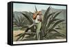 Man Harvesting Maguey Juice for Tequila, Mexico-null-Framed Stretched Canvas