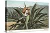 Man Harvesting Maguey Juice for Tequila, Mexico-null-Stretched Canvas