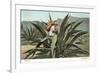 Man Harvesting Maguey Juice for Tequila, Mexico-null-Framed Premium Giclee Print